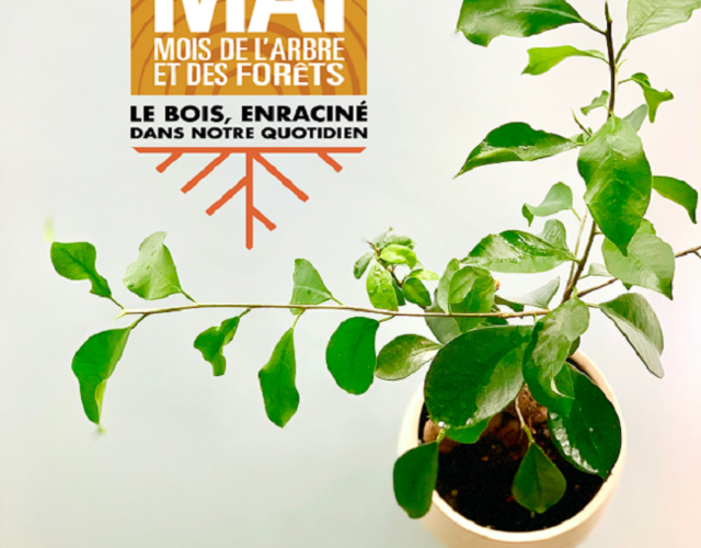 Activité de distribution gratuite du compost en vrac et des arbres.