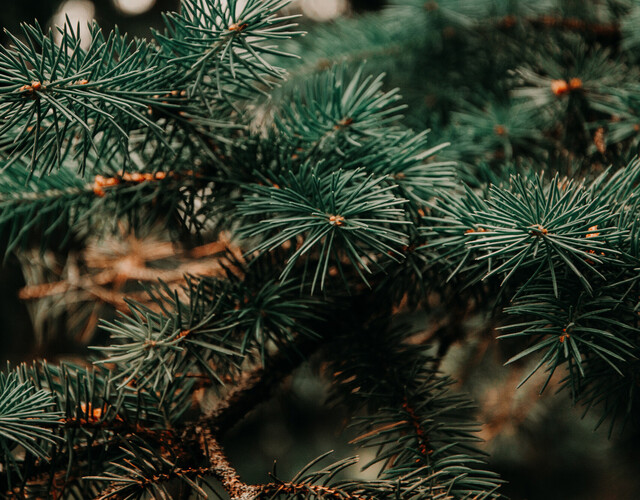 Collecte des arbres de Noël