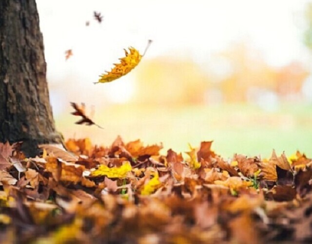 Surplus de feuilles